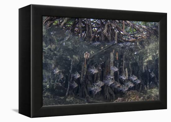 Orbiculate Cardinalfish Swimming Underneath a Mangrove Tree-Stocktrek Images-Framed Premier Image Canvas