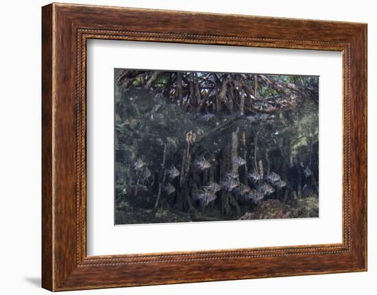 Orbiculate Cardinalfish Swimming Underneath a Mangrove Tree-Stocktrek Images-Framed Photographic Print