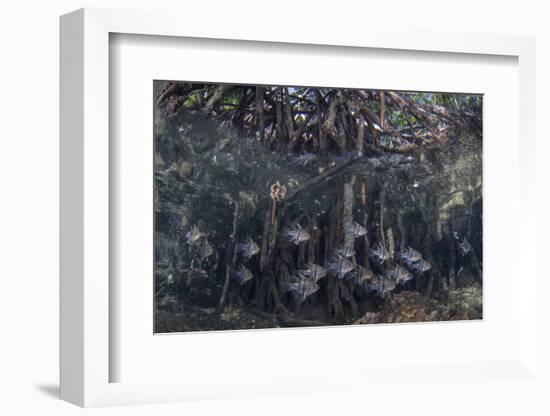 Orbiculate Cardinalfish Swimming Underneath a Mangrove Tree-Stocktrek Images-Framed Photographic Print