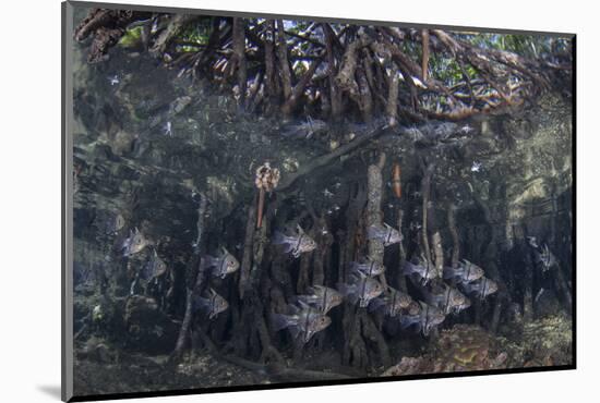 Orbiculate Cardinalfish Swimming Underneath a Mangrove Tree-Stocktrek Images-Mounted Photographic Print