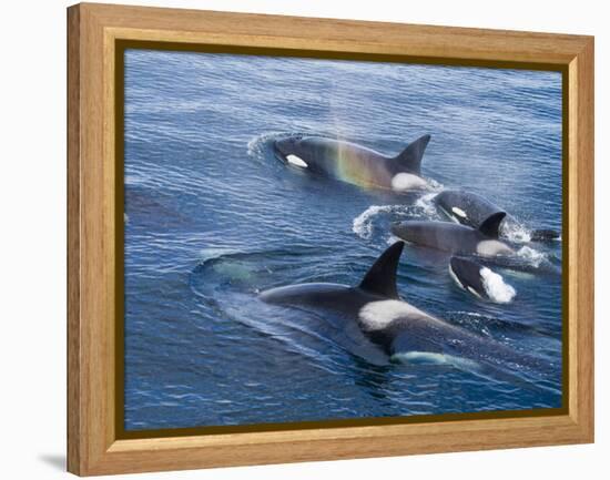 Orca, Frederick Sound, Alaska, USA-Joe & Mary Ann McDonald-Framed Premier Image Canvas