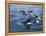 Orca, Frederick Sound, Alaska, USA-Joe & Mary Ann McDonald-Framed Premier Image Canvas