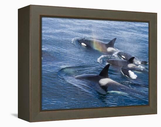 Orca, Frederick Sound, Alaska, USA-Joe & Mary Ann McDonald-Framed Premier Image Canvas