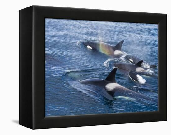 Orca, Frederick Sound, Alaska, USA-Joe & Mary Ann McDonald-Framed Premier Image Canvas