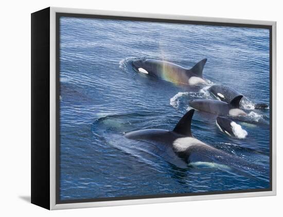 Orca, Frederick Sound, Alaska, USA-Joe & Mary Ann McDonald-Framed Premier Image Canvas