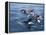 Orca, Frederick Sound, Alaska, USA-Joe & Mary Ann McDonald-Framed Premier Image Canvas