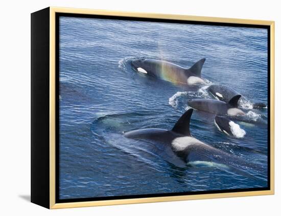 Orca, Frederick Sound, Alaska, USA-Joe & Mary Ann McDonald-Framed Premier Image Canvas