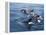 Orca, Frederick Sound, Alaska, USA-Joe & Mary Ann McDonald-Framed Premier Image Canvas