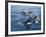 Orca, Frederick Sound, Alaska, USA-Joe & Mary Ann McDonald-Framed Photographic Print