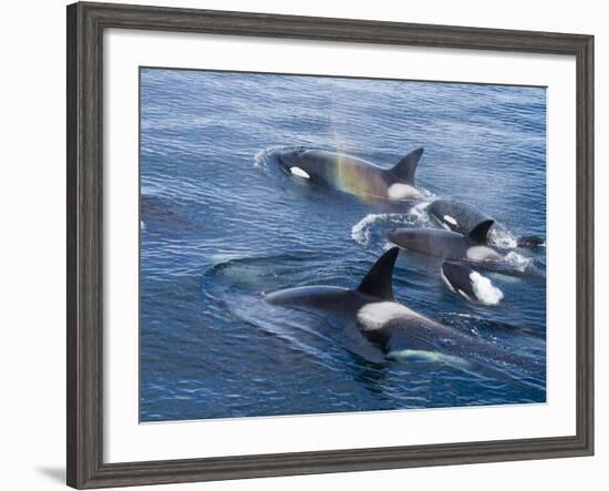 Orca, Frederick Sound, Alaska, USA-Joe & Mary Ann McDonald-Framed Photographic Print