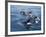 Orca, Frederick Sound, Alaska, USA-Joe & Mary Ann McDonald-Framed Photographic Print