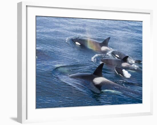 Orca, Frederick Sound, Alaska, USA-Joe & Mary Ann McDonald-Framed Photographic Print