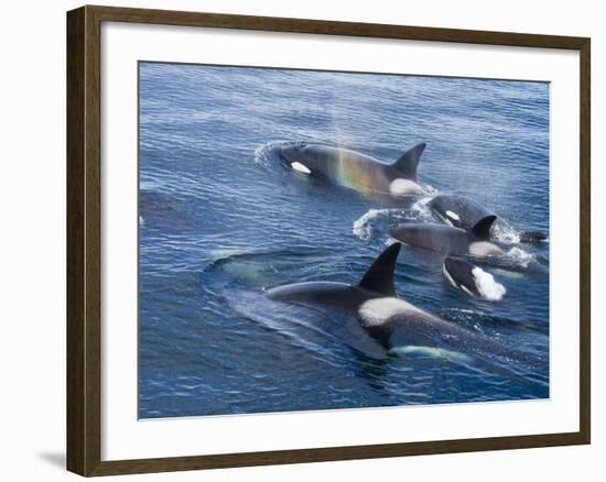 Orca, Frederick Sound, Alaska, USA-Joe & Mary Ann McDonald-Framed Photographic Print