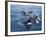 Orca, Frederick Sound, Alaska, USA-Joe & Mary Ann McDonald-Framed Photographic Print