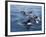 Orca, Frederick Sound, Alaska, USA-Joe & Mary Ann McDonald-Framed Photographic Print