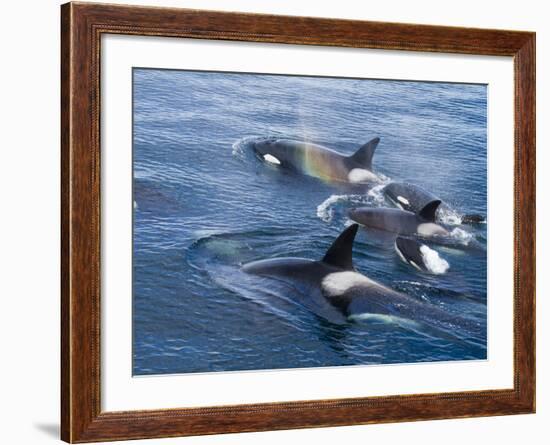 Orca, Frederick Sound, Alaska, USA-Joe & Mary Ann McDonald-Framed Photographic Print