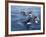 Orca, Frederick Sound, Alaska, USA-Joe & Mary Ann McDonald-Framed Photographic Print