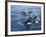 Orca, Frederick Sound, Alaska, USA-Joe & Mary Ann McDonald-Framed Photographic Print