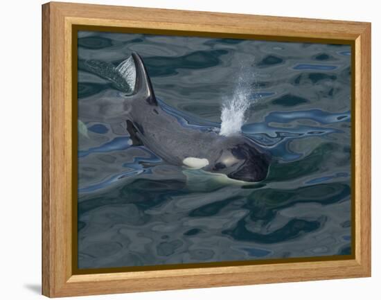 Orca, Frederick Sound, Alaska, USA-Joe & Mary Ann McDonald-Framed Premier Image Canvas