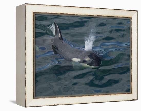 Orca, Frederick Sound, Alaska, USA-Joe & Mary Ann McDonald-Framed Premier Image Canvas