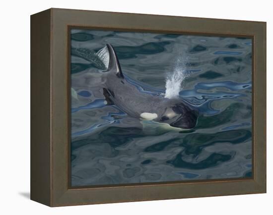 Orca, Frederick Sound, Alaska, USA-Joe & Mary Ann McDonald-Framed Premier Image Canvas