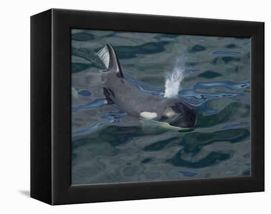 Orca, Frederick Sound, Alaska, USA-Joe & Mary Ann McDonald-Framed Premier Image Canvas