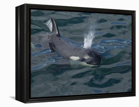 Orca, Frederick Sound, Alaska, USA-Joe & Mary Ann McDonald-Framed Premier Image Canvas