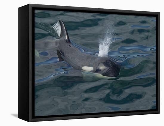 Orca, Frederick Sound, Alaska, USA-Joe & Mary Ann McDonald-Framed Premier Image Canvas