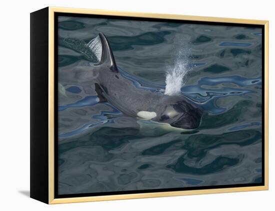 Orca, Frederick Sound, Alaska, USA-Joe & Mary Ann McDonald-Framed Premier Image Canvas