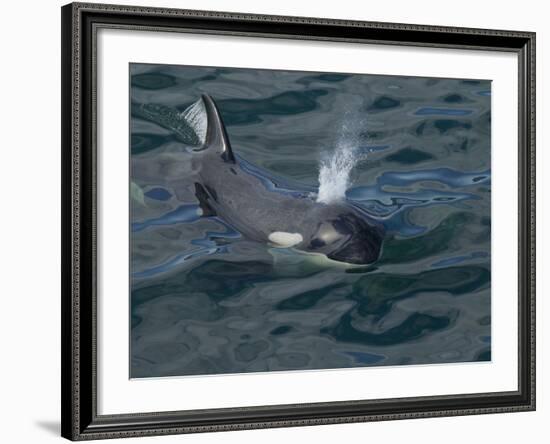 Orca, Frederick Sound, Alaska, USA-Joe & Mary Ann McDonald-Framed Photographic Print