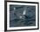 Orca, Frederick Sound, Alaska, USA-Joe & Mary Ann McDonald-Framed Photographic Print