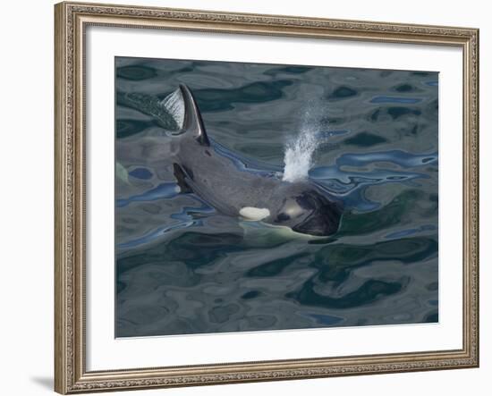 Orca, Frederick Sound, Alaska, USA-Joe & Mary Ann McDonald-Framed Photographic Print