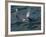 Orca, Frederick Sound, Alaska, USA-Joe & Mary Ann McDonald-Framed Photographic Print