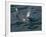 Orca, Frederick Sound, Alaska, USA-Joe & Mary Ann McDonald-Framed Photographic Print