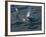 Orca, Frederick Sound, Alaska, USA-Joe & Mary Ann McDonald-Framed Photographic Print