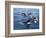 Orca, Frederick Sound, Alaska, USA-Joe & Mary Ann McDonald-Framed Photographic Print