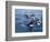 Orca, Frederick Sound, Alaska, USA-Joe & Mary Ann McDonald-Framed Photographic Print