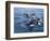 Orca, Frederick Sound, Alaska, USA-Joe & Mary Ann McDonald-Framed Photographic Print