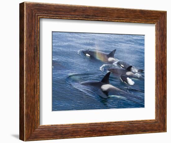 Orca, Frederick Sound, Alaska, USA-Joe & Mary Ann McDonald-Framed Photographic Print