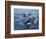 Orca, Frederick Sound, Alaska, USA-Joe & Mary Ann McDonald-Framed Photographic Print