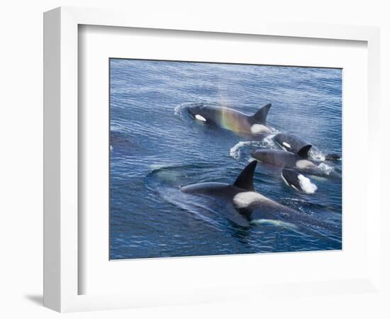 Orca, Frederick Sound, Alaska, USA-Joe & Mary Ann McDonald-Framed Photographic Print