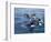 Orca, Frederick Sound, Alaska, USA-Joe & Mary Ann McDonald-Framed Photographic Print