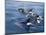Orca, Frederick Sound, Alaska, USA-Joe & Mary Ann McDonald-Mounted Photographic Print