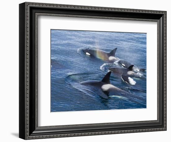 Orca, Frederick Sound, Alaska, USA-Joe & Mary Ann McDonald-Framed Photographic Print