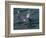 Orca, Frederick Sound, Alaska, USA-Joe & Mary Ann McDonald-Framed Photographic Print