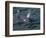 Orca, Frederick Sound, Alaska, USA-Joe & Mary Ann McDonald-Framed Photographic Print