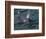 Orca, Frederick Sound, Alaska, USA-Joe & Mary Ann McDonald-Framed Photographic Print