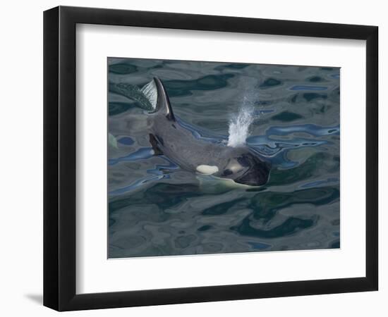 Orca, Frederick Sound, Alaska, USA-Joe & Mary Ann McDonald-Framed Photographic Print