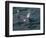 Orca, Frederick Sound, Alaska, USA-Joe & Mary Ann McDonald-Framed Photographic Print