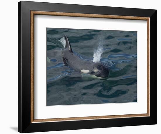 Orca, Frederick Sound, Alaska, USA-Joe & Mary Ann McDonald-Framed Photographic Print